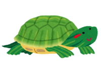 绿龟