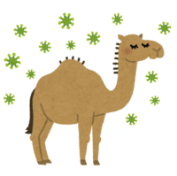 Camel that became the host of MERS virus