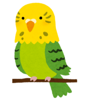 Parakeet