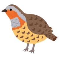 Bamboo partridge (bird)