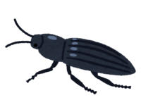 Click beetle