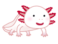 Axolotl (Lucistic)