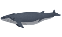 ナガスクジラ(鯨)