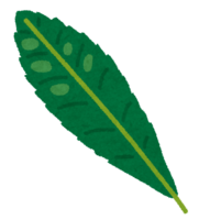 Loquat leaf