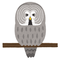 Great Gray Owl