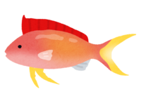 アカネハナゴイ(熱帯魚)