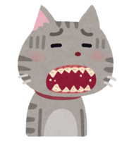 歯周病の猫