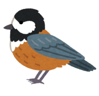 Varied tit