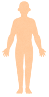 Plain human body (male)