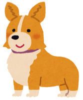 Corgi (dog)