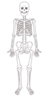 Human skeleton (human body)