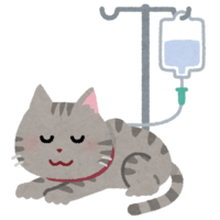 Cat receiving an IV drip