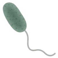 Vibrio parahaemolyticus