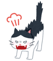 Angry cat