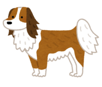 Kooikerhondje (dog)