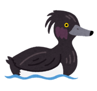 Tufted duck