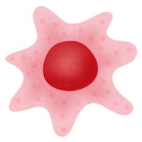 Somatic cell