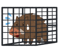 Wild boar caught in a cage