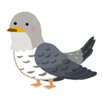 Cuckoo (bird)