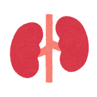 Kidney icon (internal organs)