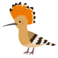 Hoopoe