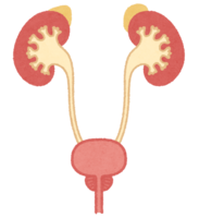 Kidney and bladder