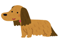 Dachshund (dog-long hair)