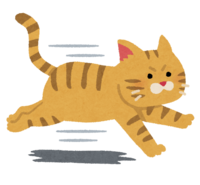 Running cat