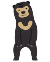 Sun bear