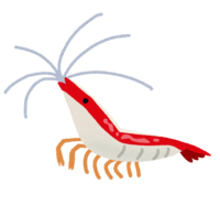 アカシマシラヒゲエビ(熱帯魚)
