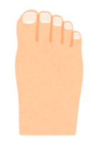 脚指甲