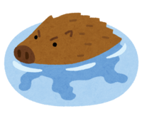Swimming boar