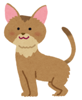 Abyssinian (cat)