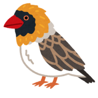 Red-billed queer