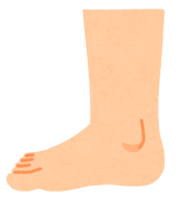 Foot seen from the side (inside)