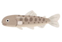 鲑鱼幼鱼
