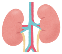 Kidney (human body)
