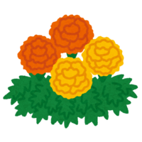 Marigold