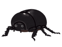 Female beetle (black-brown)