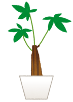 Pachira (houseplant)