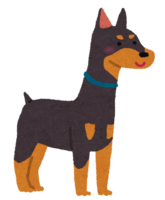 Doberman (dog)