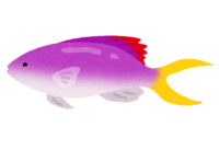 Hanagoi (tropical fish)