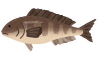 Atka mackerel (fish)