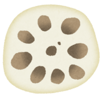 Cross section of lotus root