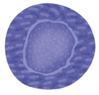 iPS細胞(コロニー)