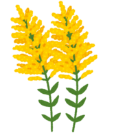 Solidago altissima