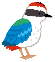 Fairy pitta (bird)