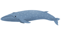 シロナガスクジラ(鯨)