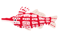 クダゴンベ(熱帯魚)
