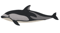 Pacific white-sided dolphin
